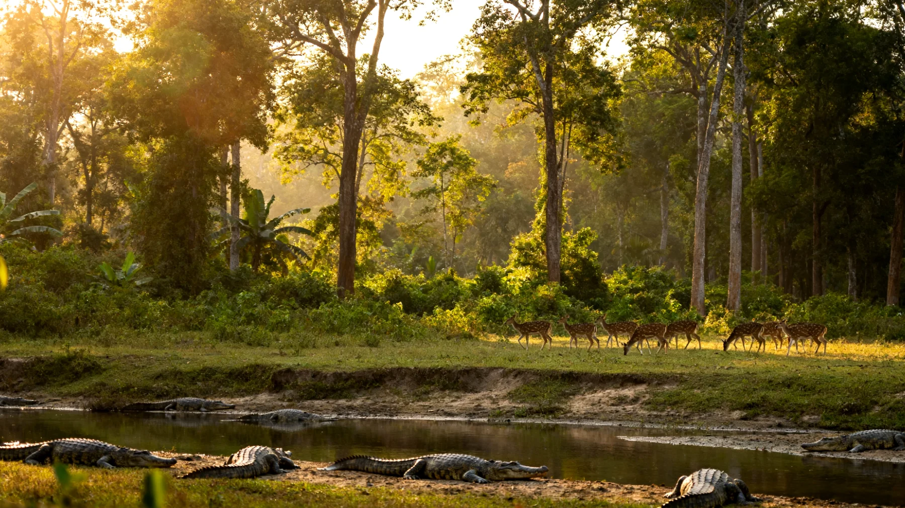 Parco Nazionale di Chitwan"